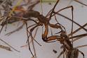 Tetragnatha_bituberculata_D7912_D_89_North Stradbroke island_Australie